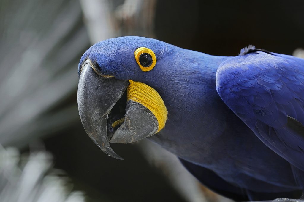 Hyacinth Macaw Gb483f21ac 1920